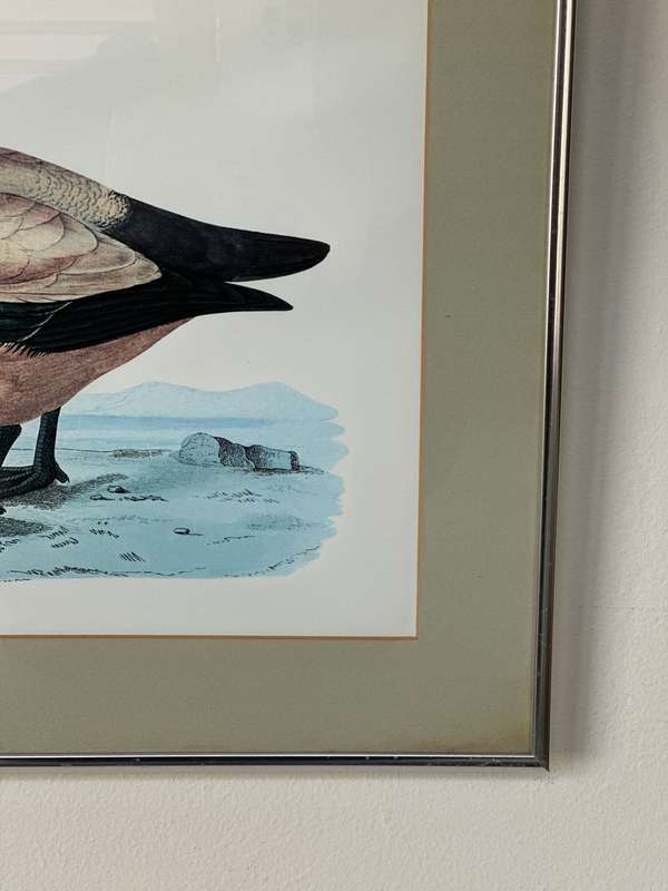 Framed Henri De La Blanchere Vintage Print, Wild Fowl - Finished Size 38.5cm x 46cm