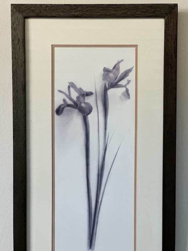 Framed Print, Iris - Finished Size 26.5cm x 52.5cm