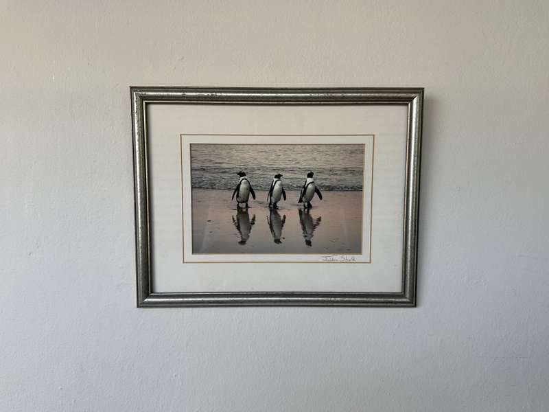 Framed Justin Sholk Photography, African Penguins - Finished Size 32.5cm x 25cm