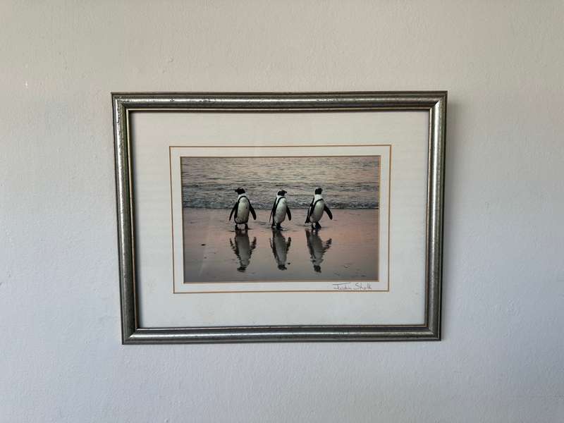 Framed Justin Sholk Photography, African Penguins - Finished Size 32.5cm x 25cm