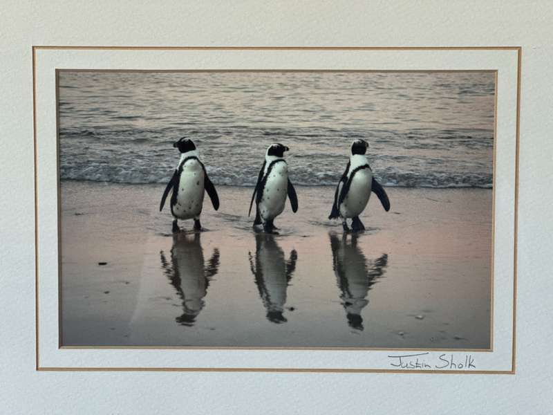Framed Justin Sholk Photography, African Penguins - Finished Size 32.5cm x 25cm