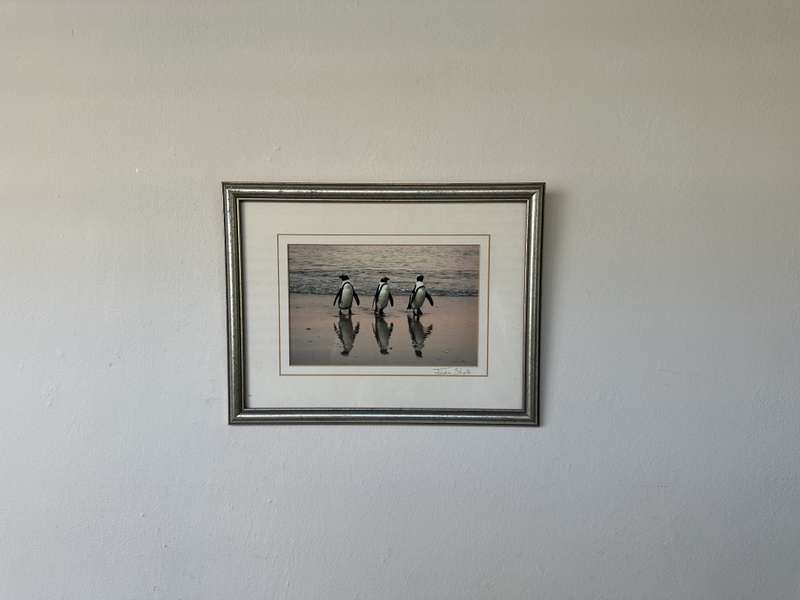 Framed Justin Sholk Photography, African Penguins - Finished Size 32.5cm x 25cm