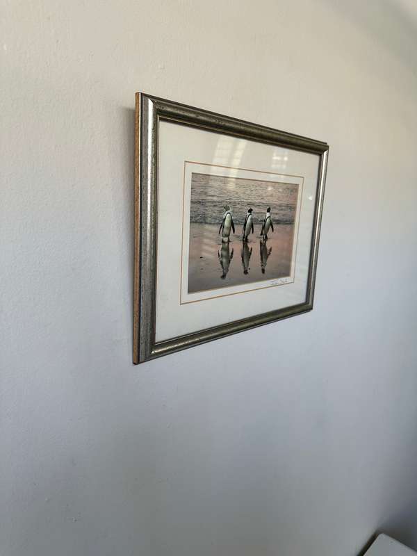 Framed Justin Sholk Photography, African Penguins - Finished Size 32.5cm x 25cm