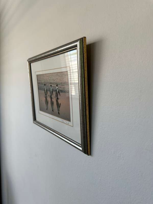 Framed Justin Sholk Photography, African Penguins - Finished Size 32.5cm x 25cm