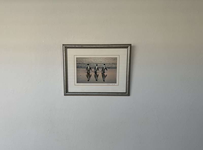 Framed Justin Sholk Photography, African Penguins - Finished Size 32.5cm x 25cm