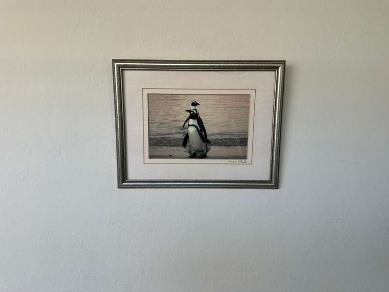 Framed Justin Sholk Photography, African Penguins - Finished Size 32.5cm x 25cm