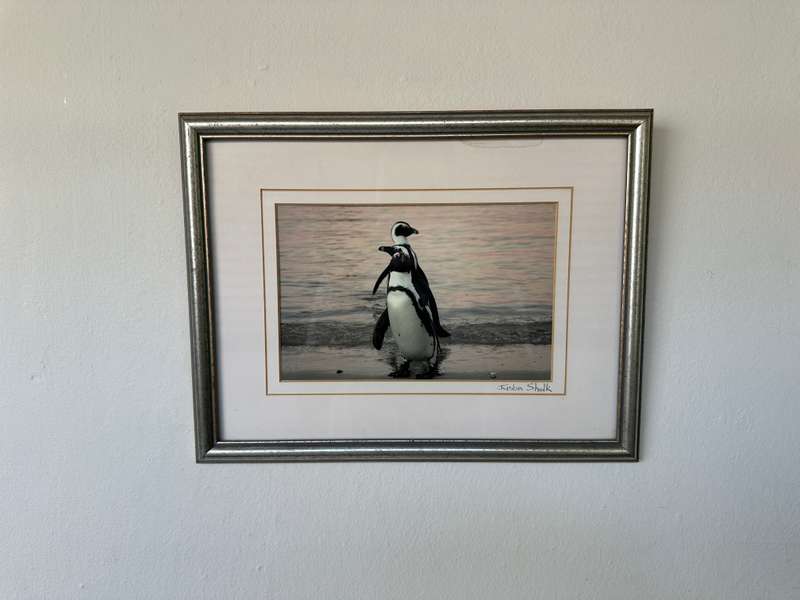 Framed Justin Sholk Photography, African Penguins - Finished Size 32.5cm x 25cm