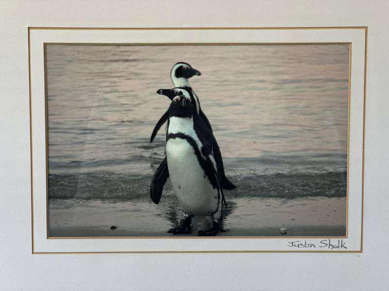 Framed Justin Sholk Photography, African Penguins - Finished Size 32.5cm x 25cm