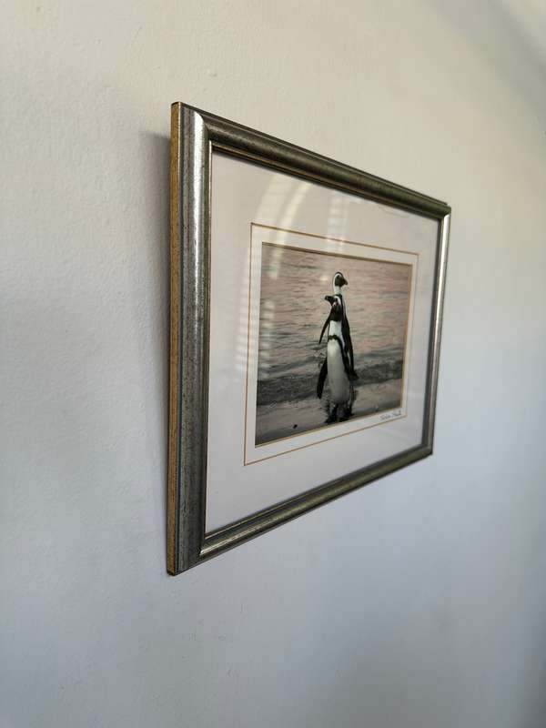 Framed Justin Sholk Photography, African Penguins - Finished Size 32.5cm x 25cm