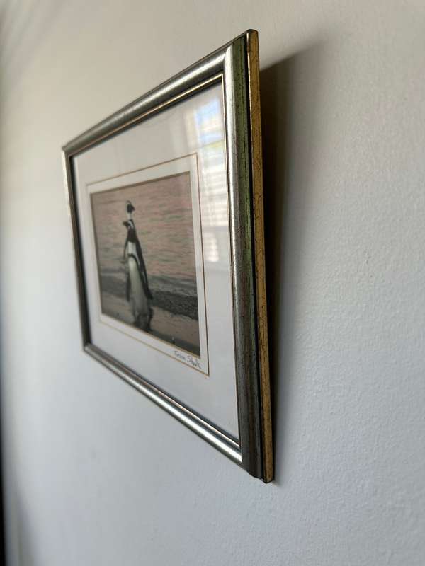 Framed Justin Sholk Photography, African Penguins - Finished Size 32.5cm x 25cm