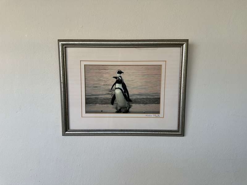 Framed Justin Sholk Photography, African Penguins - Finished Size 32.5cm x 25cm