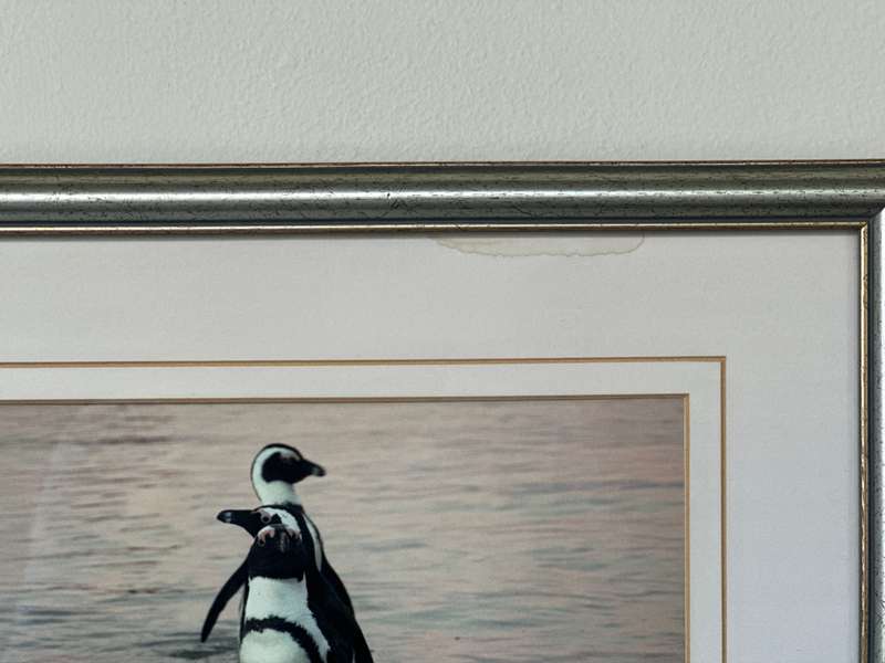 Framed Justin Sholk Photography, African Penguins - Finished Size 32.5cm x 25cm