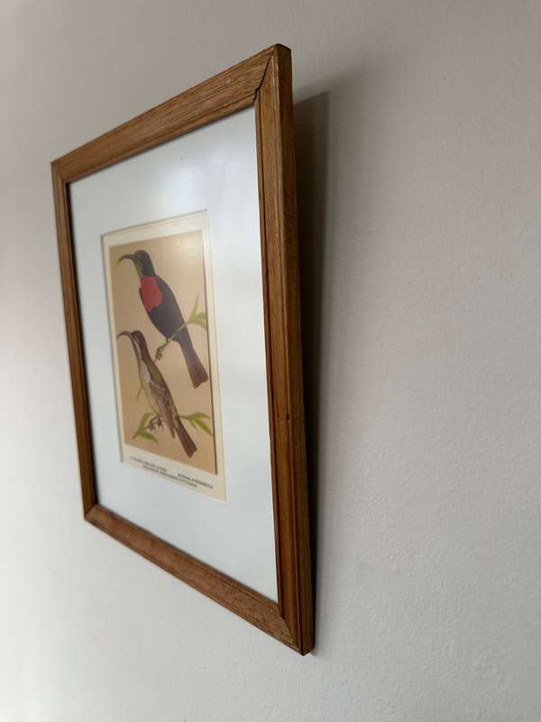 Framed Print, Scarlet Throated Sunbird - Finished Size 28.5cm x 33.5cm