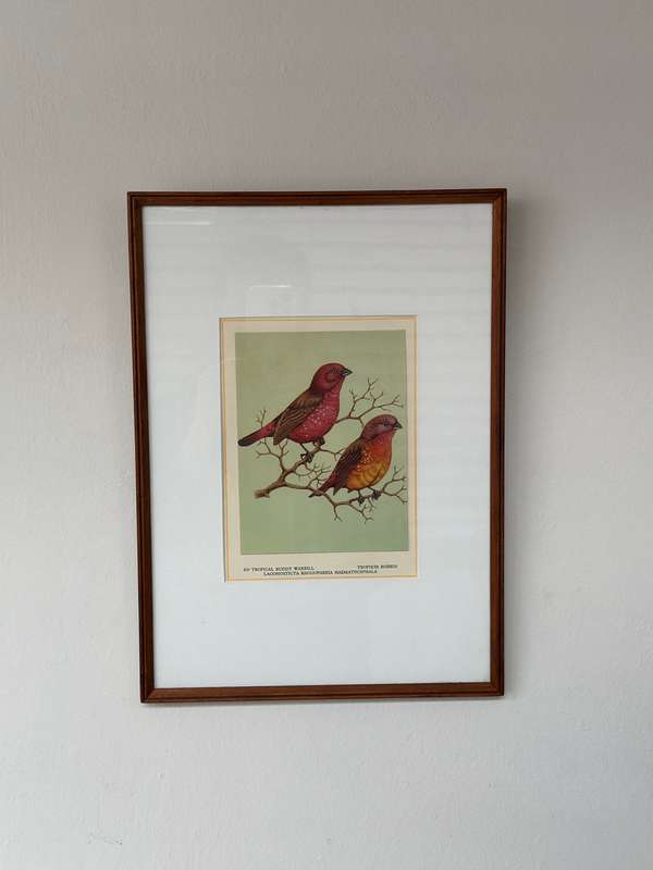 Framed Print, Tropical Ruddy Waxbill - Finished Size 26.5cm x 37cm