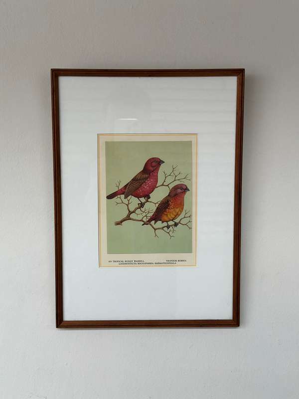 Framed Print, Tropical Ruddy Waxbill - Finished Size 26.5cm x 37cm