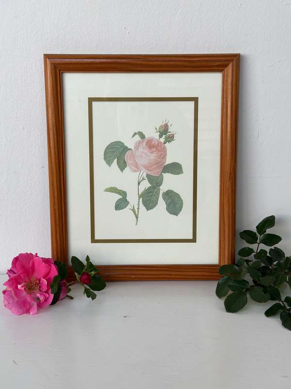 Framed Vintage Botanical Rose Print, Clear Glass, Wooden Frame - Finished Size 24.5cm x 29cm
