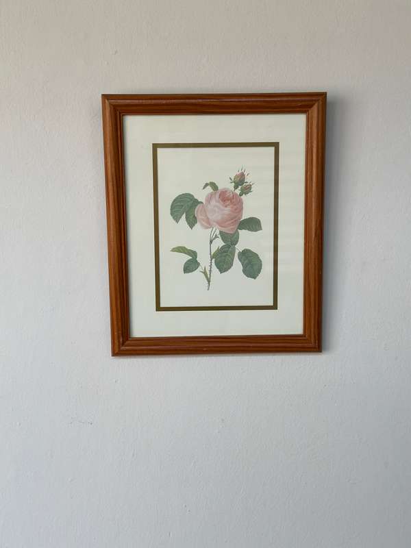 Framed Vintage Botanical Rose Print, Clear Glass, Wooden Frame - Finished Size 24.5cm x 29cm