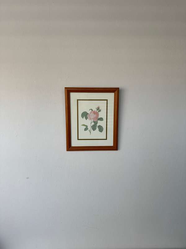 Framed Vintage Botanical Rose Print, Clear Glass, Wooden Frame - Finished Size 24.5cm x 29cm