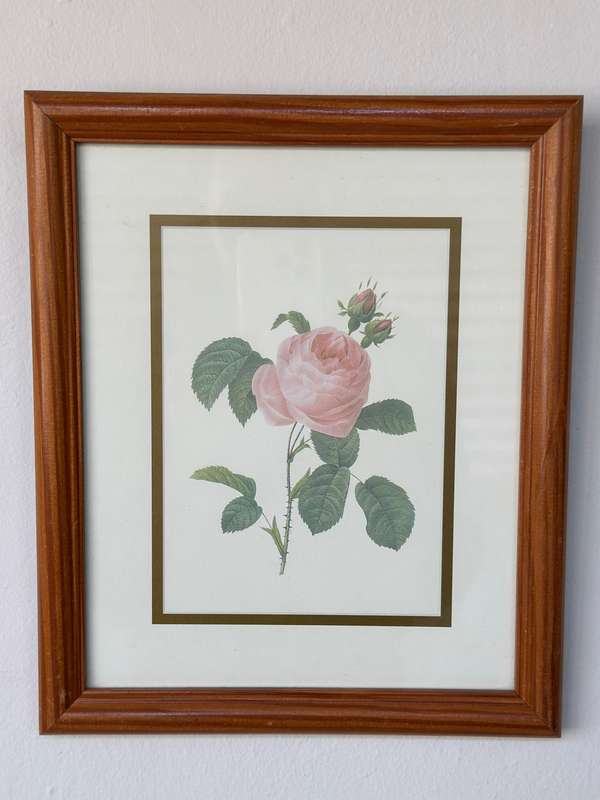 Framed Vintage Botanical Rose Print, Clear Glass, Wooden Frame - Finished Size 24.5cm x 29cm
