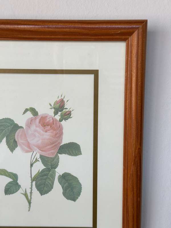 Framed Vintage Botanical Rose Print, Clear Glass, Wooden Frame - Finished Size 24.5cm x 29cm