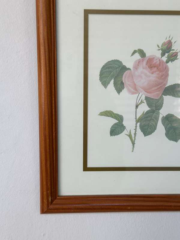 Framed Vintage Botanical Rose Print, Clear Glass, Wooden Frame - Finished Size 24.5cm x 29cm