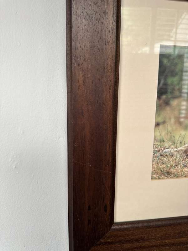 Framed Photographic Print - Lion, Finished Size 55cm x 46cm