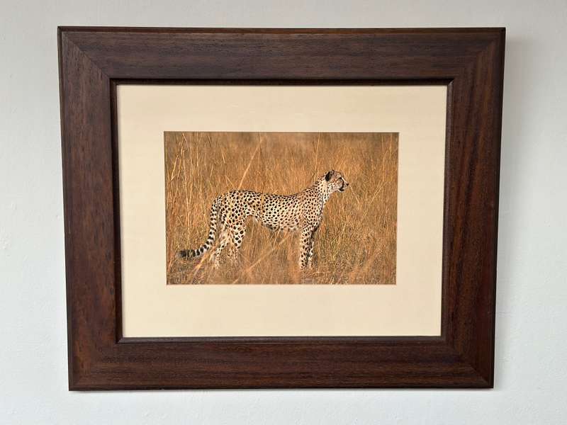 Framed Photographic Print - Lion, Finished Size 55cm x 46cm