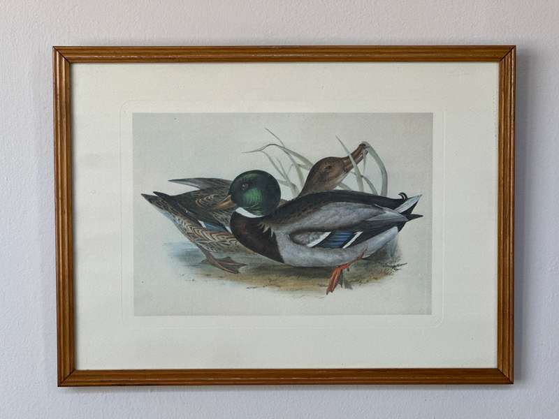 Framed John Gould Print, Anas boschas (Mallard) - Finished Size 40cm x 30cm