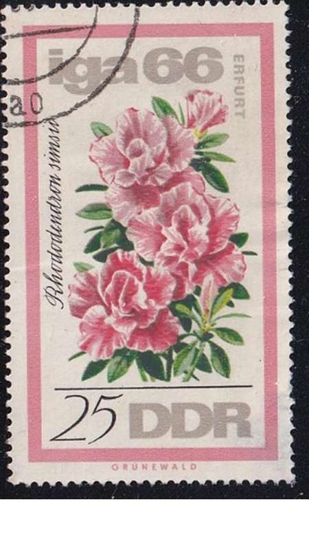 1966 Flowers - International Garden Exhibition in Erfurt, DDR.