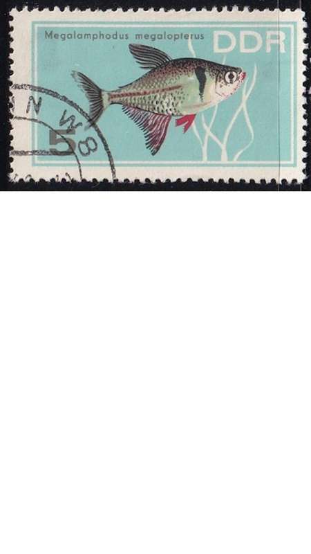 1966 Aquarium Fish, DDR. Germany.