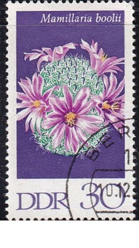1970 Cactuses, DDR.