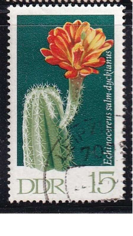 1970 Cactuses, DDR.