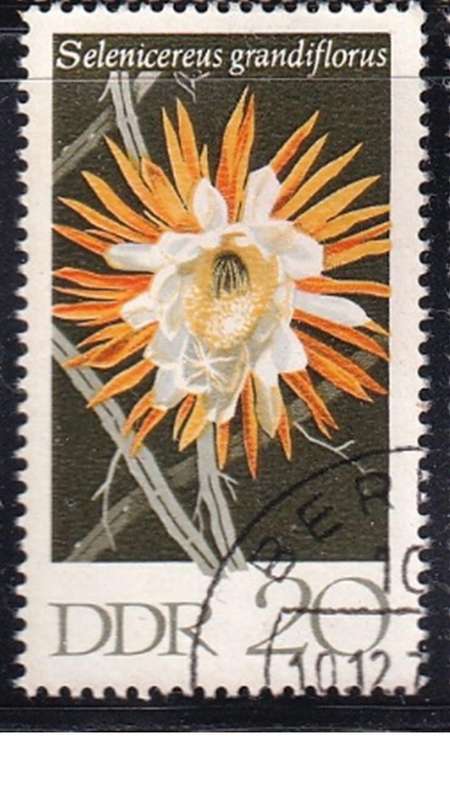 1970 Cactuses, DDR.
