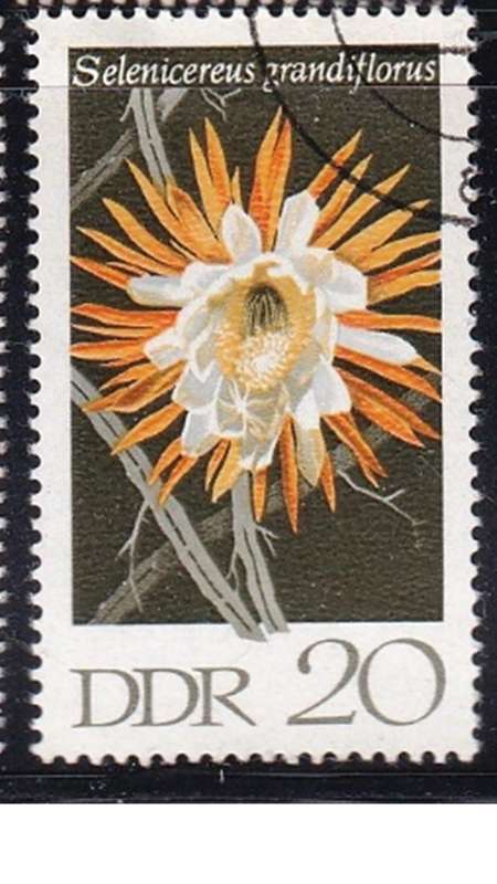 1970 Cactuses, DDR.