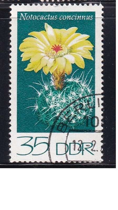 1974 Cactuses, DDR.