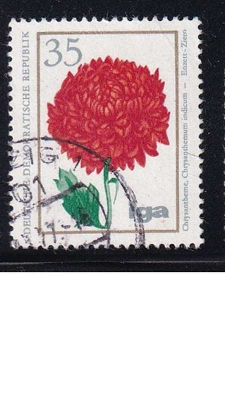 1975 Flowers, DDR.