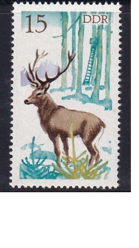 1977 Hunting, DDR.