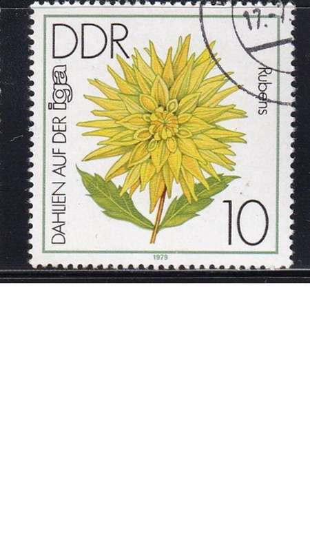 1979 Flowers - Dahlias - International Garden Exhibition, Erfurt, DDR.