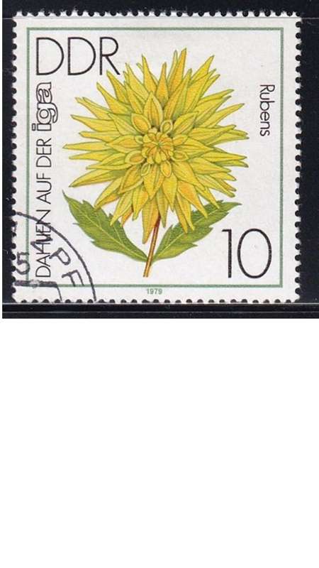 1979 Flowers - Dahlias - International Garden Exhibition, Erfurt, DDR.