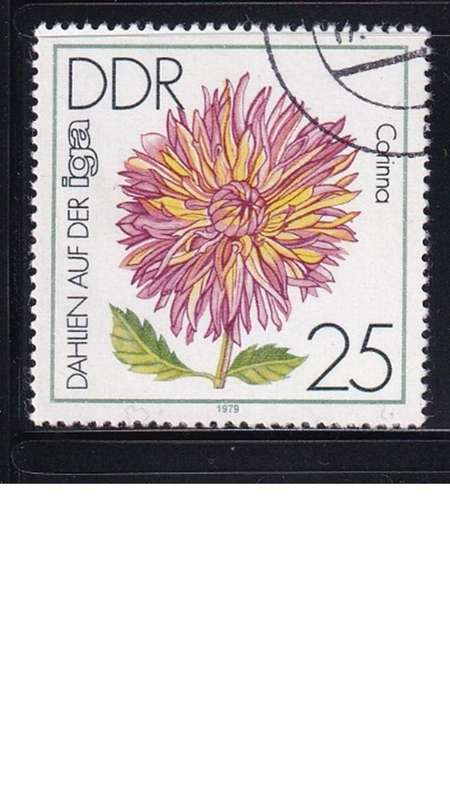 1979 Flowers - Dahlias - International Garden Exhibition, Erfurt, DDR.