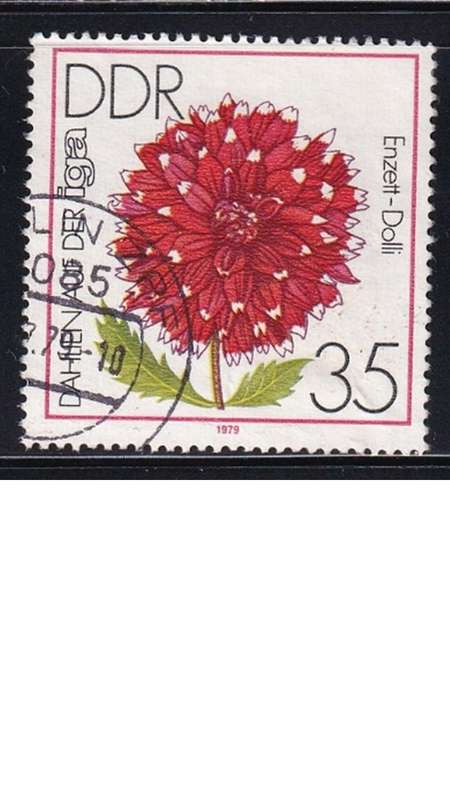 1979 Flowers - Dahlias - International Garden Exhibition, Erfurt, DDR.