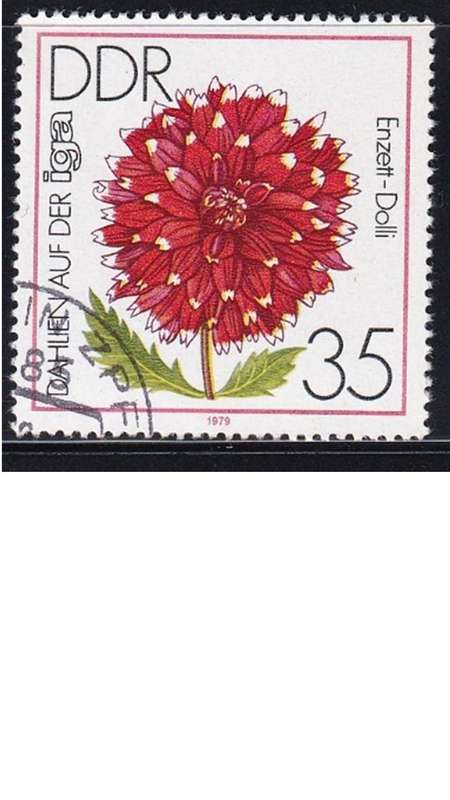 1979 Flowers - Dahlias - International Garden Exhibition, Erfurt, DDR.