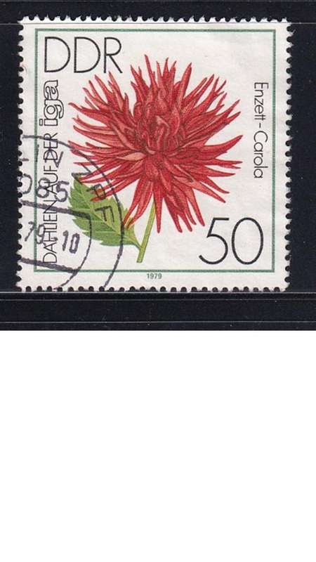 1979 Flowers - Dahlias - International Garden Exhibition, Erfurt, DDR.