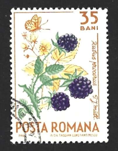 1964 ROMANIA FOREST FRUIT