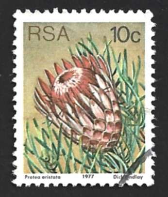 1977 SOUTH AFRICA FLORA, PROTEA PLANTS