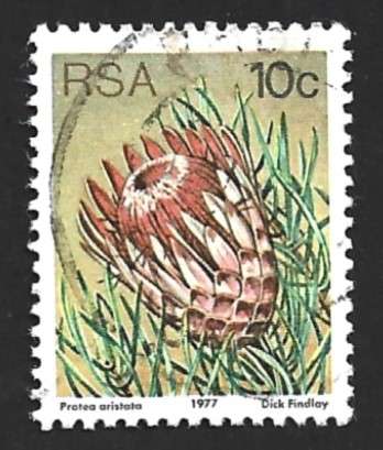 1977 SOUTH AFRICA FLORA, PROTEA PLANTS