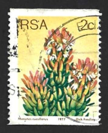 1977 SOUTH AFRICA FLORA, PROTEA PLANTS