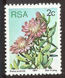 1977 SOUTH AFRICA FLORA, PROTEA PLANTS
