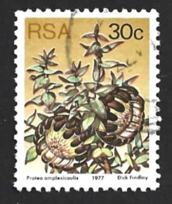 1977 SOUTH AFRICA FLORA, PROTEA PLANTS