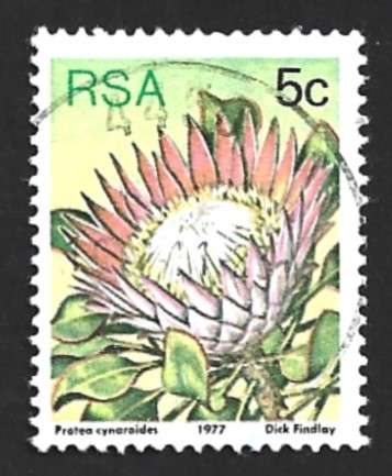 1977 SOUTH AFRICA FLORA, PROTEA PLANTS